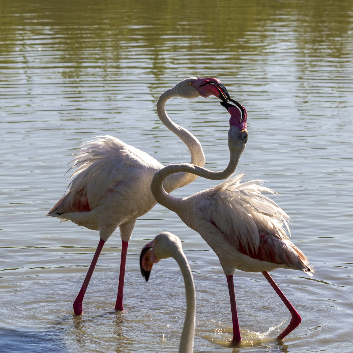 Flamants roses dans les marais de Camargue au lever du jour